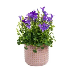 Campanule avec cache pot en céramique vert Ø 6 cm