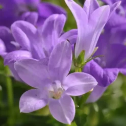 Campanule des murets à fleurs bleues - La barquette de 6 plants
