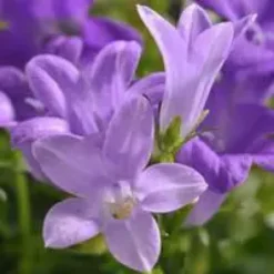 Campanule des murs - Le pot de 2,5 litres