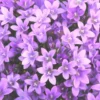 Campanule des murs - Le pot de 2 litres
