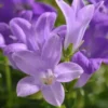 Campanule à fleurs bleues - Le pot Ø 13 cm