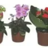 Campanule Get me Plante Baby en pot Ø 5,5/6 cm