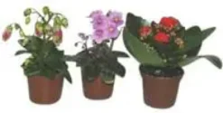 Campanule Get me Plante Baby en pot Ø 5,5/6 cm