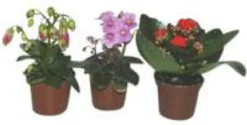 Campanule Get me Plante Baby en pot Ø 5,5/6 cm