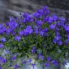 Campanule Intense Purple Ambella® - Le pot de 1 litre