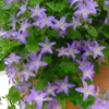 Campanule - La coupe de 25 cm