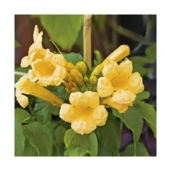 CAMPSIS RADICANS FLAVA. Le pot de 3 litres