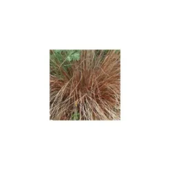 Carex Comans Bronze Form - Le pot de 2 litres