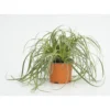 carex feather falls - Le pot diam 12 cm