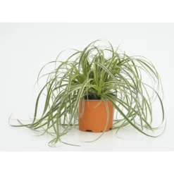 carex feather falls - Le pot diam 12 cm