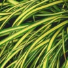 Carex - Le bac carré