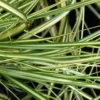 Carex - Le pot de 10,5 cm