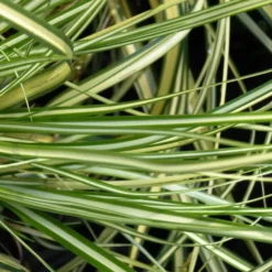 Carex - Le pot de 10,5 cm