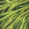 Carex Mix - Le pot de 4 litres