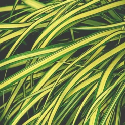 Carex Mix - Le pot de 4 litres