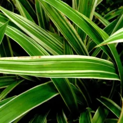 Carex Morrowii Ice Dance vert. Le pot de 1 litre