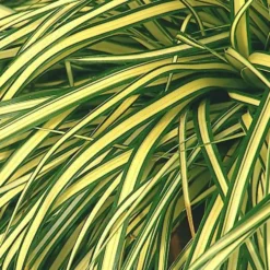 Carex oshimensis Evergold ou Laîche d'Oshima Evergold jaune - Le pot de 1 litre