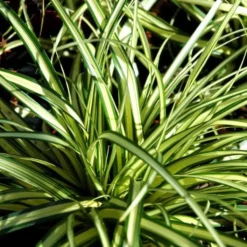 Carex ou Laîche à feuillage multicolore. Le pot de 2 litres