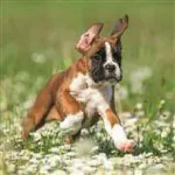 Carte double multicolore Aquarupella photo chien