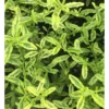 Ceanothe Impressus Lemon and Lime. Le pot de 4 litres