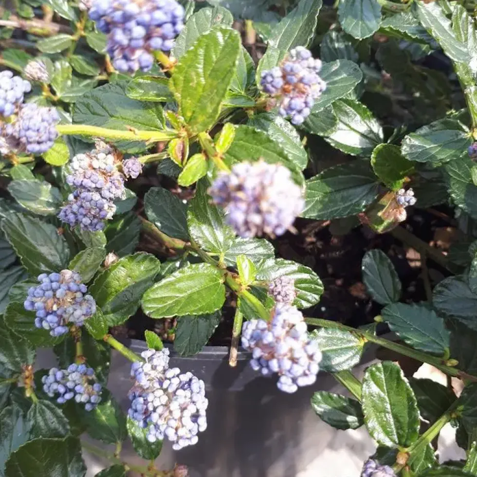 Ceanothe Repens. Le pot de 3 litres