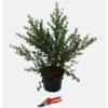 Ceanothe Thyrsiflorus Skylark – Pot de 5L