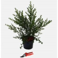 Ceanothe Thyrsiflorus Skylark – Pot de 5L