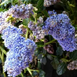 Ceanothe Thyrsiflorus Skylark – Pot de 7.5L