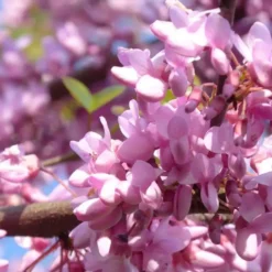 Cercis Siliquastrum