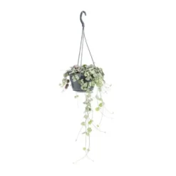 Ceropegia Woodii suspension Ø15xH40 cm