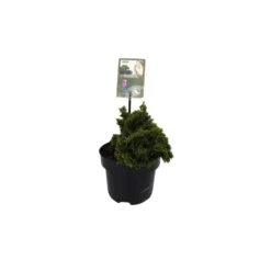 Chamaecyparis Obtusa Nana Gracilis en pot de 2 L