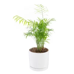 Chamaedorea Elegans vert en pot blanc émaillé botanic®. Le pot Ø 15 cm