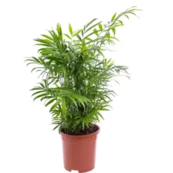 Chamaedorea ou Palmier nain. Le pot Ø 17 cm
