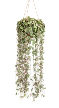 Chaîne de cœurs verts. La suspension Ø 20 cm