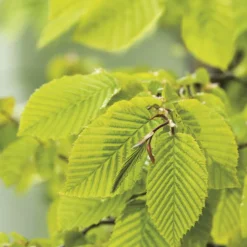 Charme commun (Charmille) vert. Le pot de 7 litres