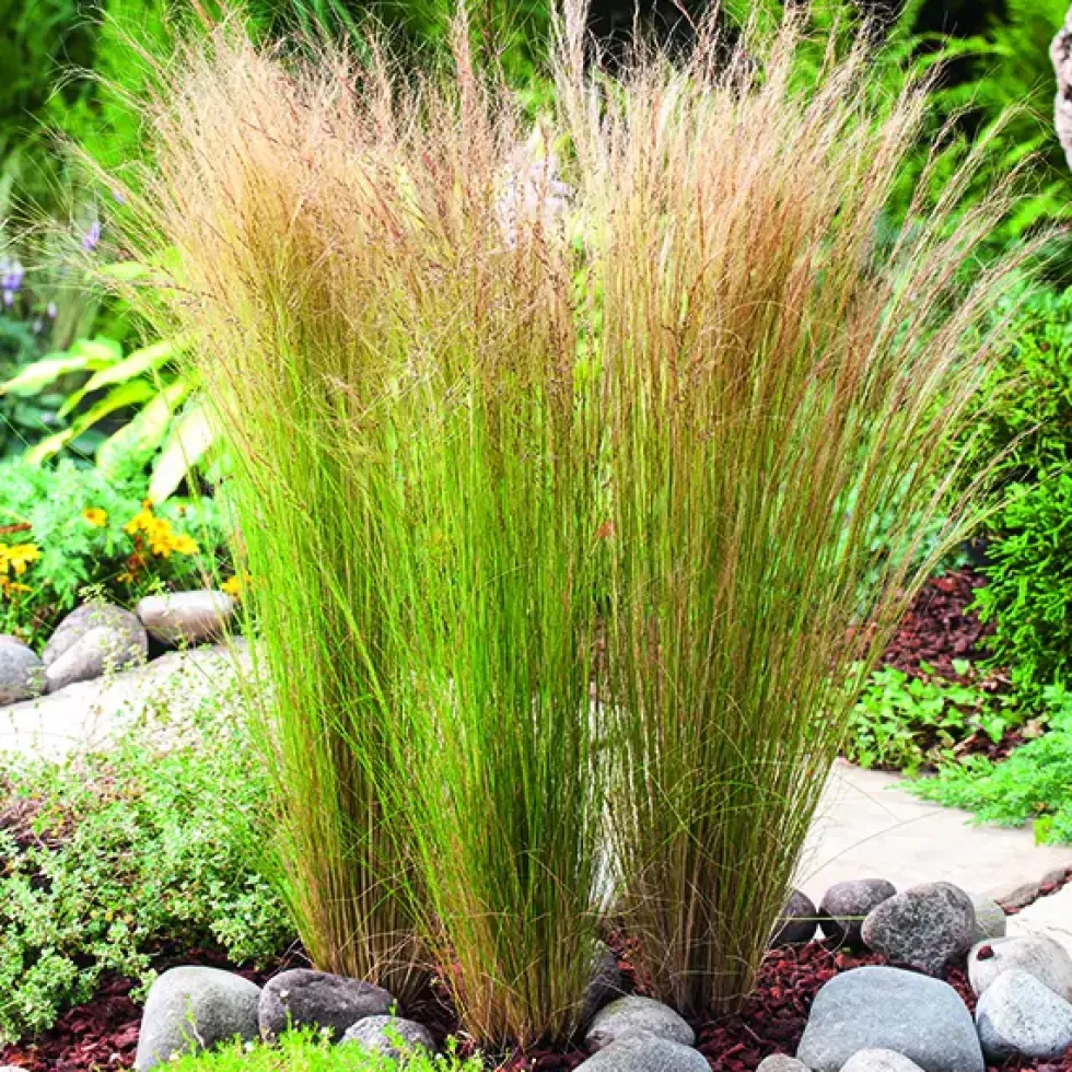 Cheveux-d'Ange botanic®. Le pot de 4 litres