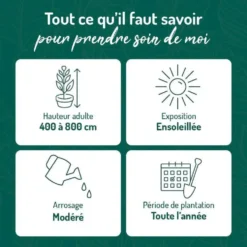 Chevrefeuille CHINENSIS. Le pot de 3 litres