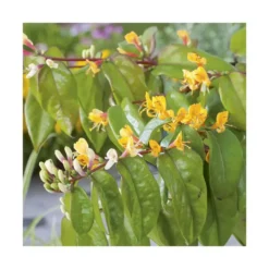 Chevrefeuille HENRYI COPPER BEAUTY®. Le pot de 6 litres
