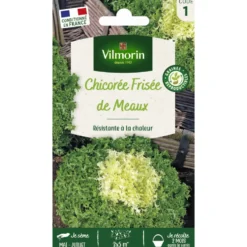 Chicorée de Meaux Vilmorin - graines à semer