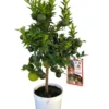 Chinotto coloris orange - 5 L