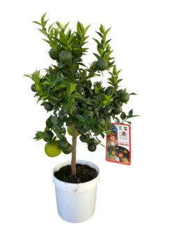 Chinotto coloris orange - 5 L