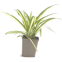Chlorophytum - Le pot de 9 x 9 cm