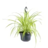 Chlorophytum (Plante araignée) verte. La suspension Ø 14 cm