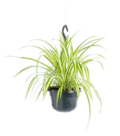 Chlorophytum (Plante araignée) verte. La suspension Ø 14 cm