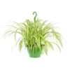 Chlorophytum suspension Ø18xH40 cm