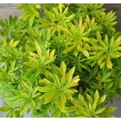 Choisya Ternata Goldfingers – Pot anis de 4L