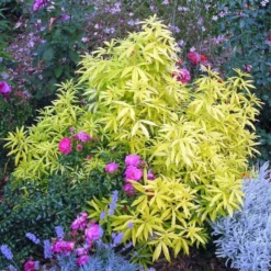 Choisya Ternata Goldfingers – Pot anis de 4L