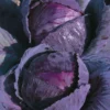 Chou Rouge Romanov Bio. La barquette de 3 plants