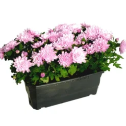 Chrysantheme Multifleurs - La jardinière