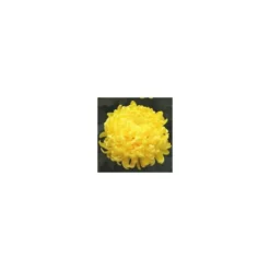 Chrysanthème à grosses fleurs 3/5 fleurs. Le pot de 3 litres